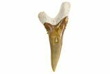 Bone Valley Shark Tooth (Hemipristis) - Lower Tooth #299467-1